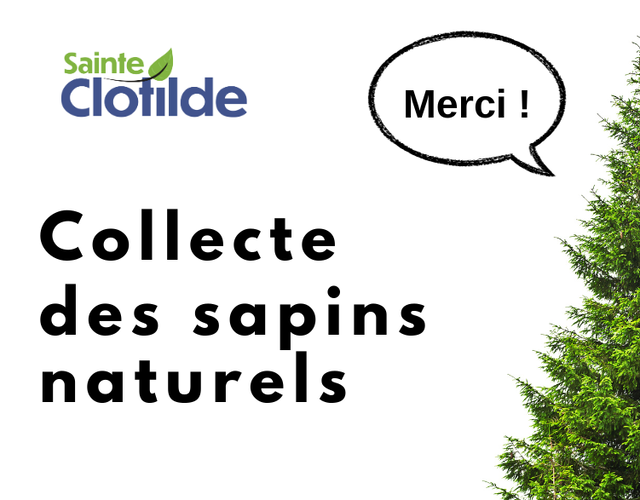 Collecte des sapins naturels