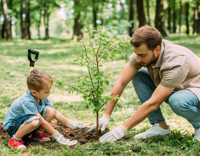 Dons d'arbre pour verdir votre cour!